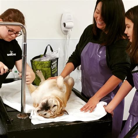 Let us come to you to pamper your pets! 3 Steps! Step 1. . Mobile dog grooming beaverton